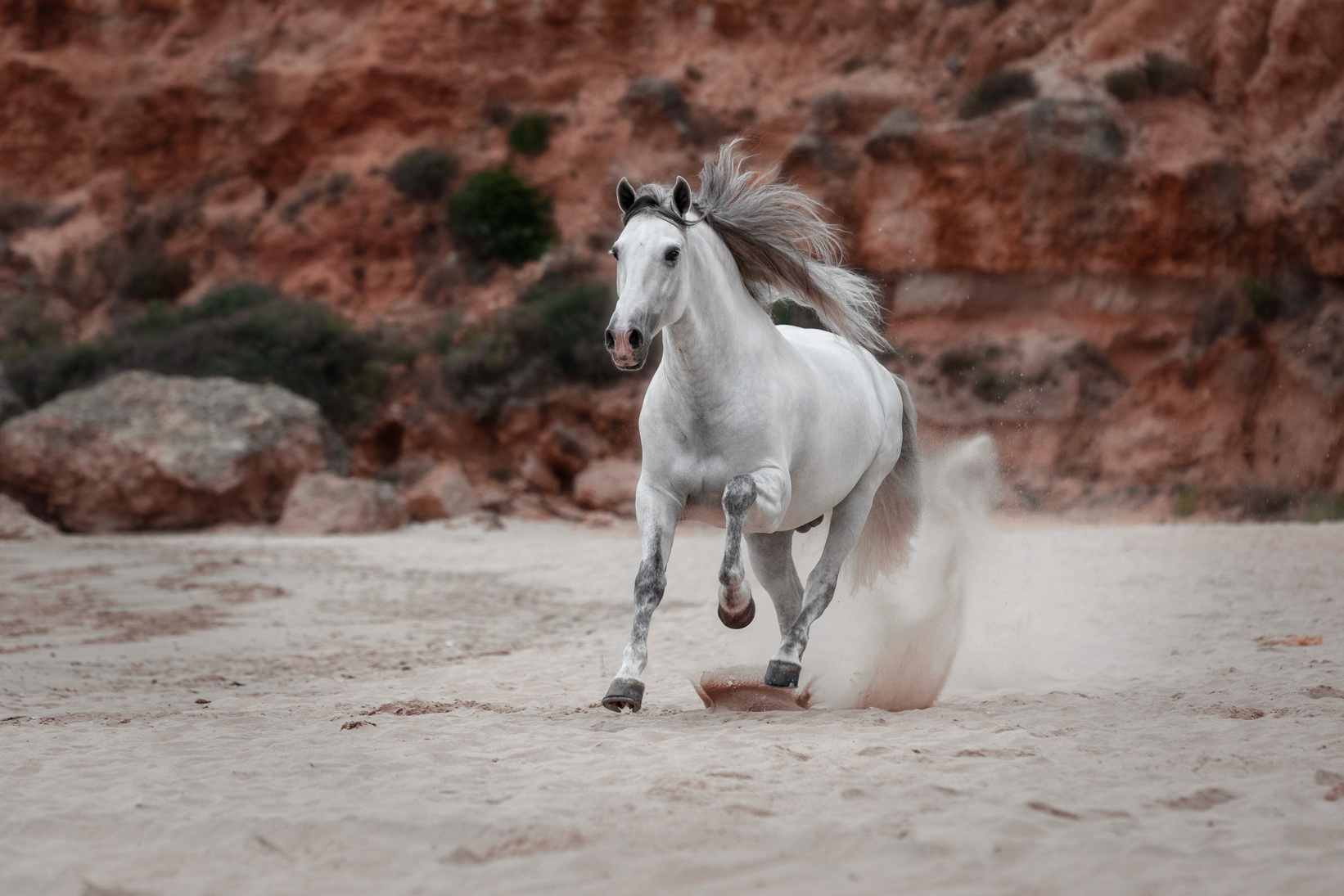 A White Horse Running on the Beach